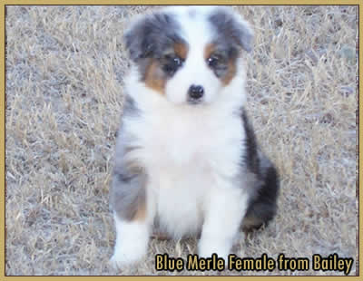 Blue Merle Female