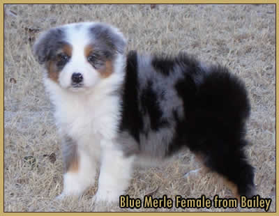 Blue Merle Female