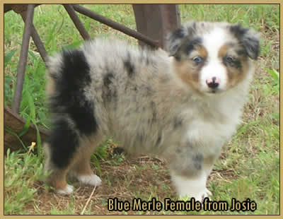 Blue Merle Female