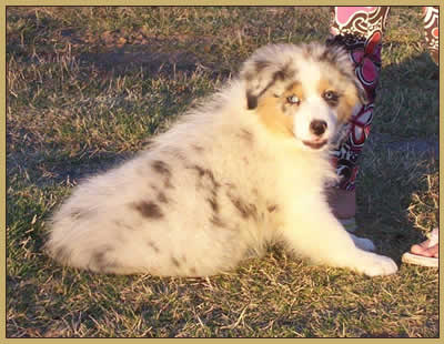 Blue Merle female